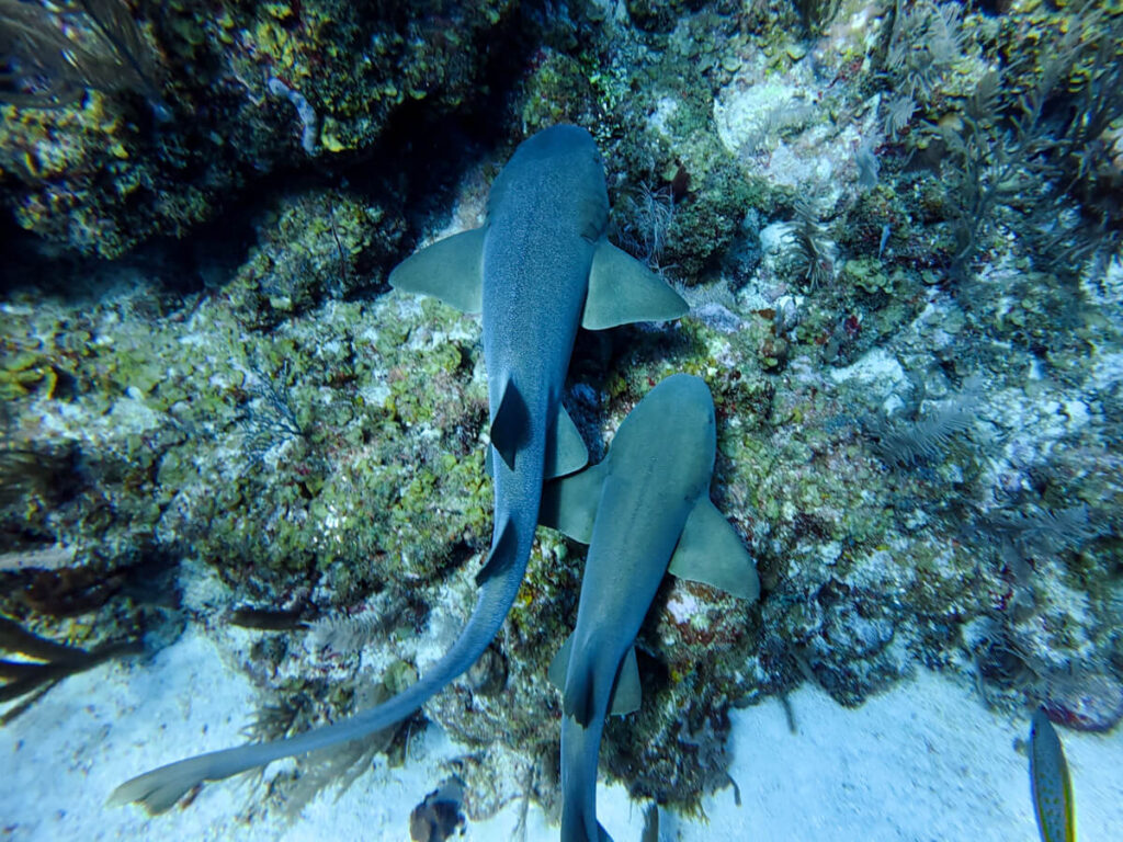 Two nurse sharks swimming side-by-side over colourful coral formations.