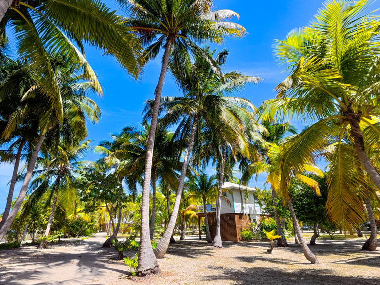Tall palm trees on South Water Caye, a small island in the Caribbean Sea.