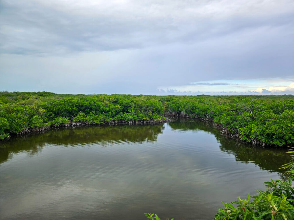 A patch of vibrant mangroves outside San Pedro town. These mangroves serve as habitats for many of Belize's native reptile and bird species.