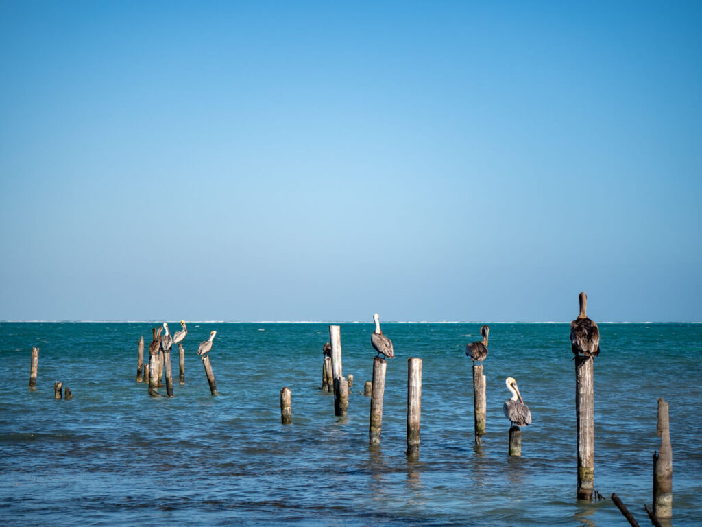 Pelicans sat on posts in the water that were once part of a dock in Caye Caulker, Belize.