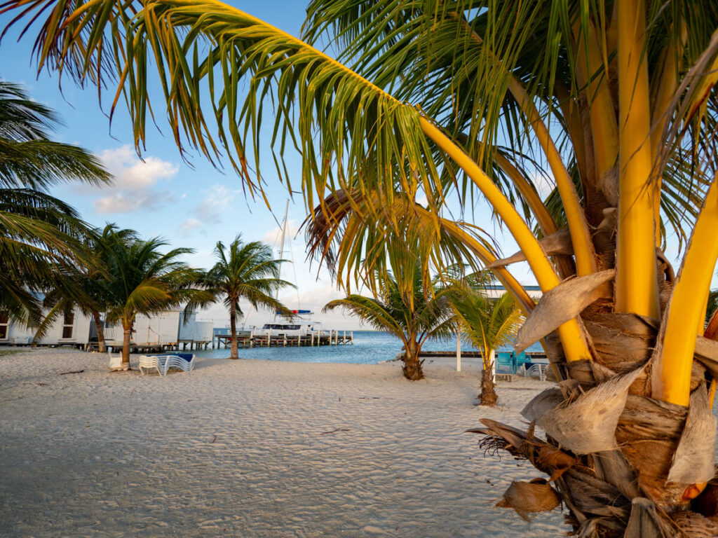 Palm trees on the tiny Rendezvous Caye with a Ragga Sailing Adventures boat docked in the distance.