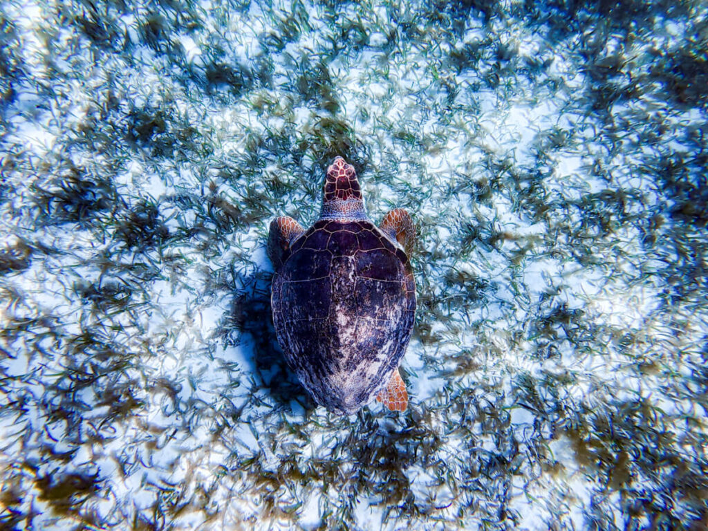 A sea turtle feeding on seagrass on the seafloor.