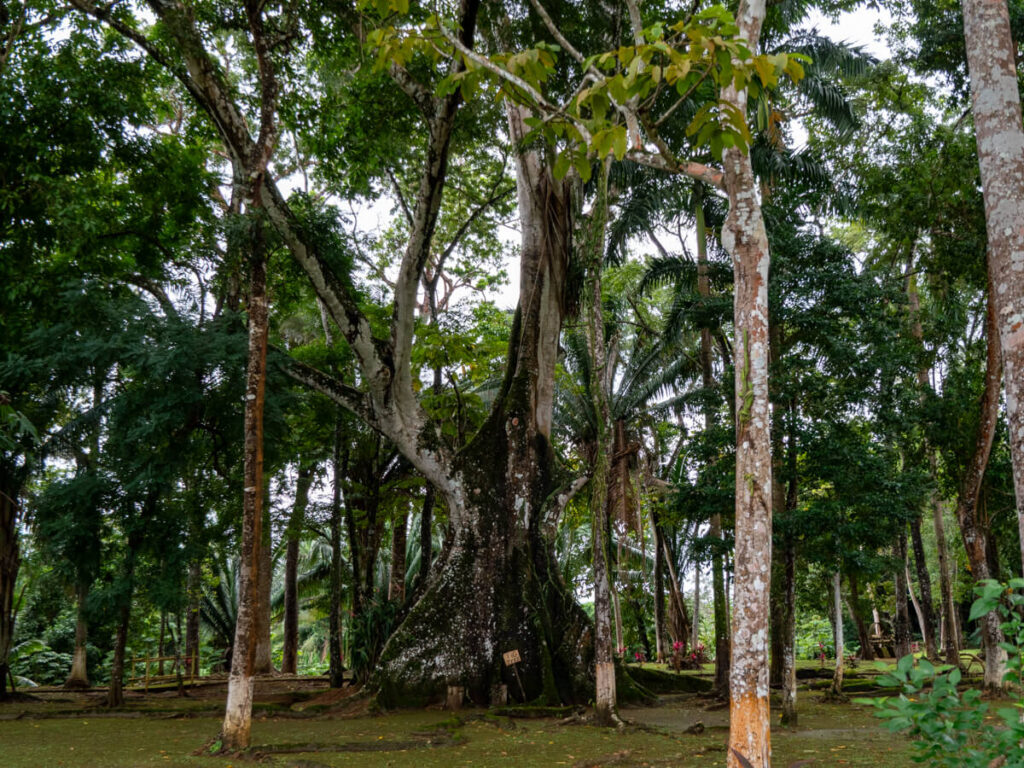 A large fig tree on the site of the old Serpon Sugar Mill in Belize.