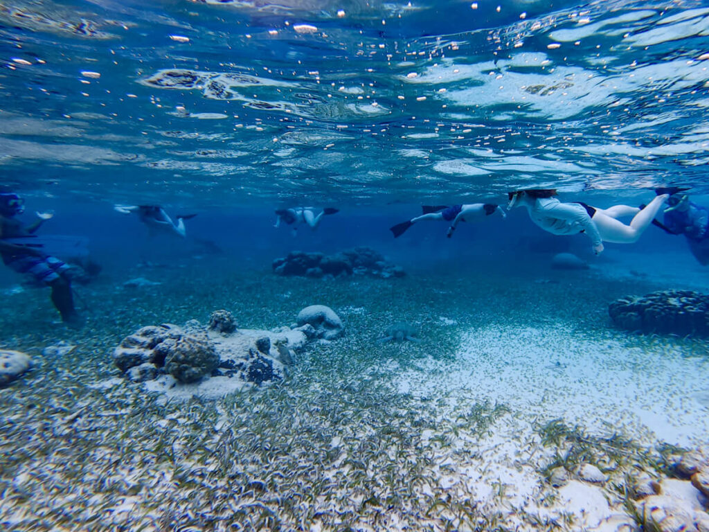 A group of snorkellers on the surface of the water observing a sea turtle on the seafloor from a respectful distance.