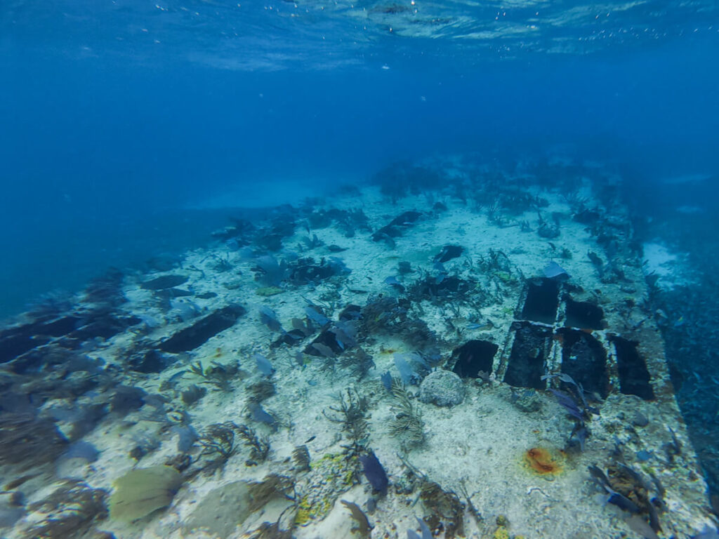 A shipwreck covered in fan corals at a snorkel site in Belize.