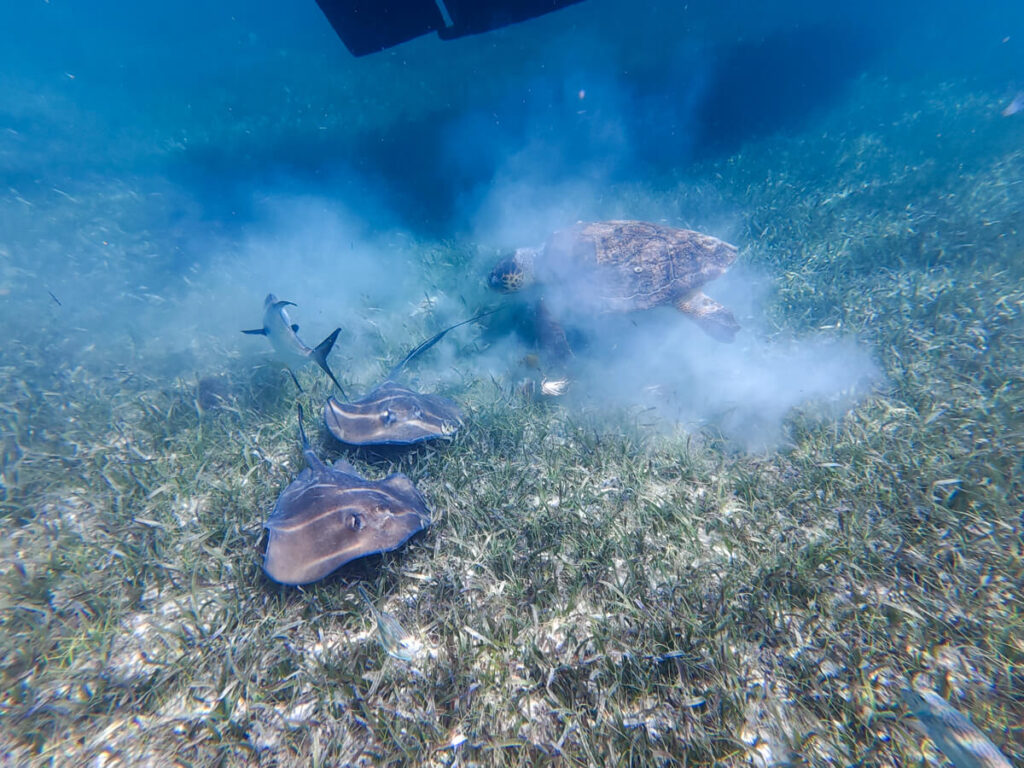 Two small stingrays and a turtle moving around on the sea floor and looking for pieces of lobster that have been discarded by a local fisherman.