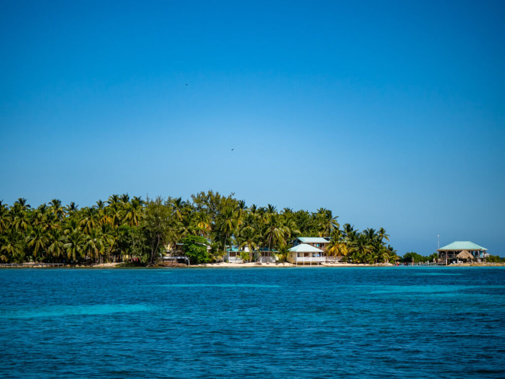 The western shore of Tobacco Caye, lined with tall palm trees, as seen from a boat.