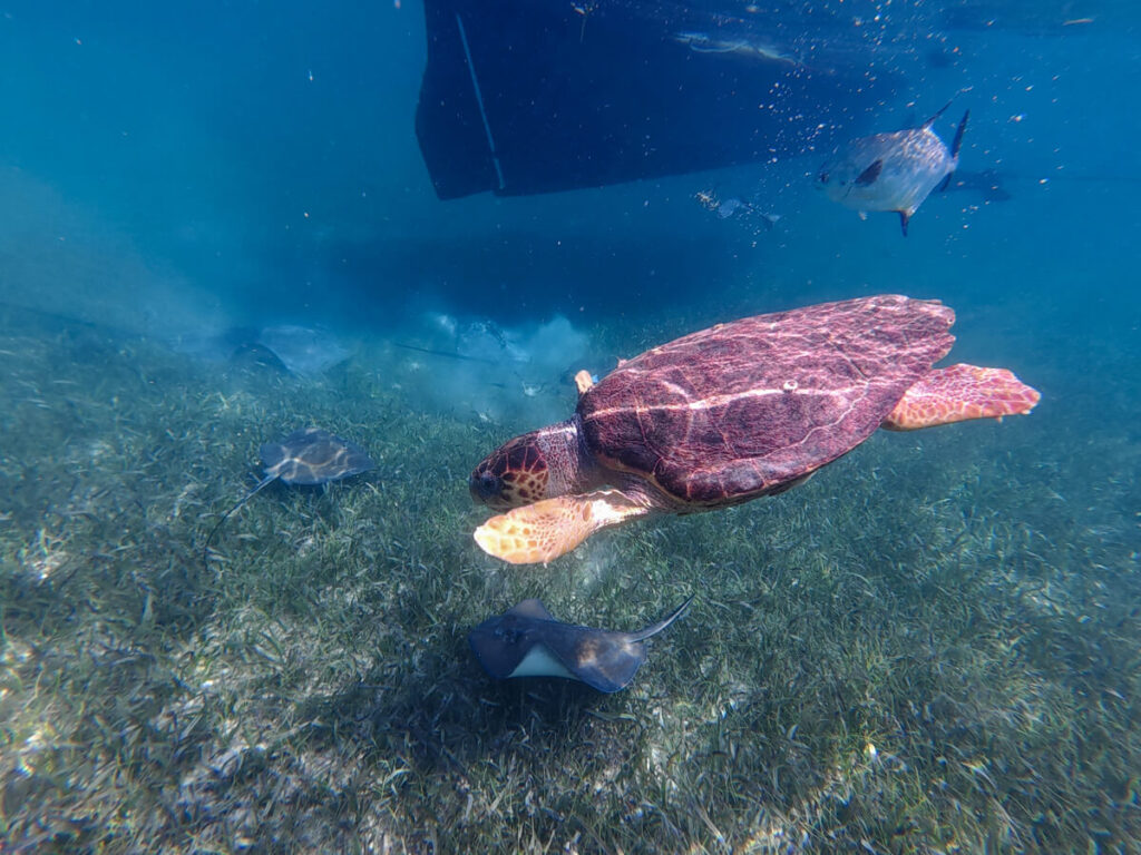 A loggerhead turtle swimming over a stringray as it searches for a meal in the clear waters of the Hol Chan Marine Reserve.