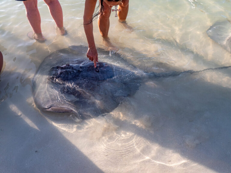 A woman poking the back of a stingray as it swims past her on Stingray Beach, Caye Caulker.