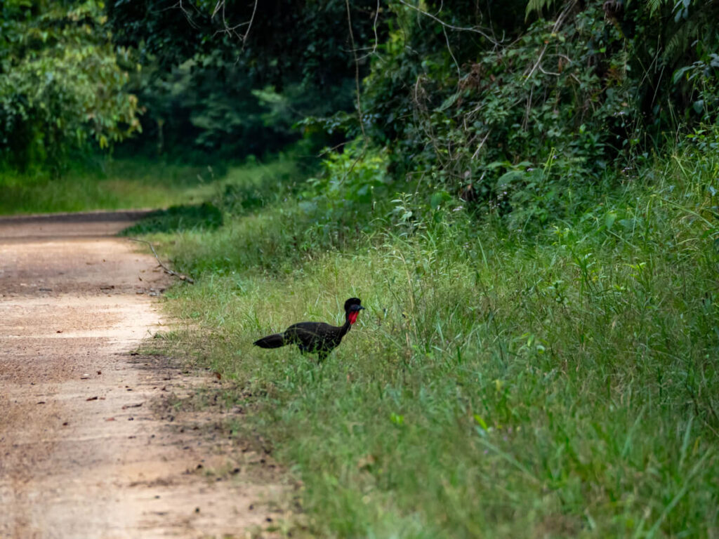 A black bird, a Crested Guan, with a red throat, spotted in Cockscomb Basin Wildlife Sanctuary.