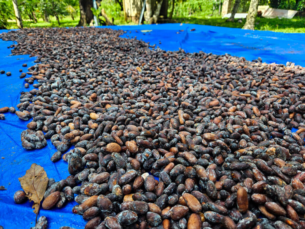 Cacao beans roasting in the sunshine on a blue tarpaulin.