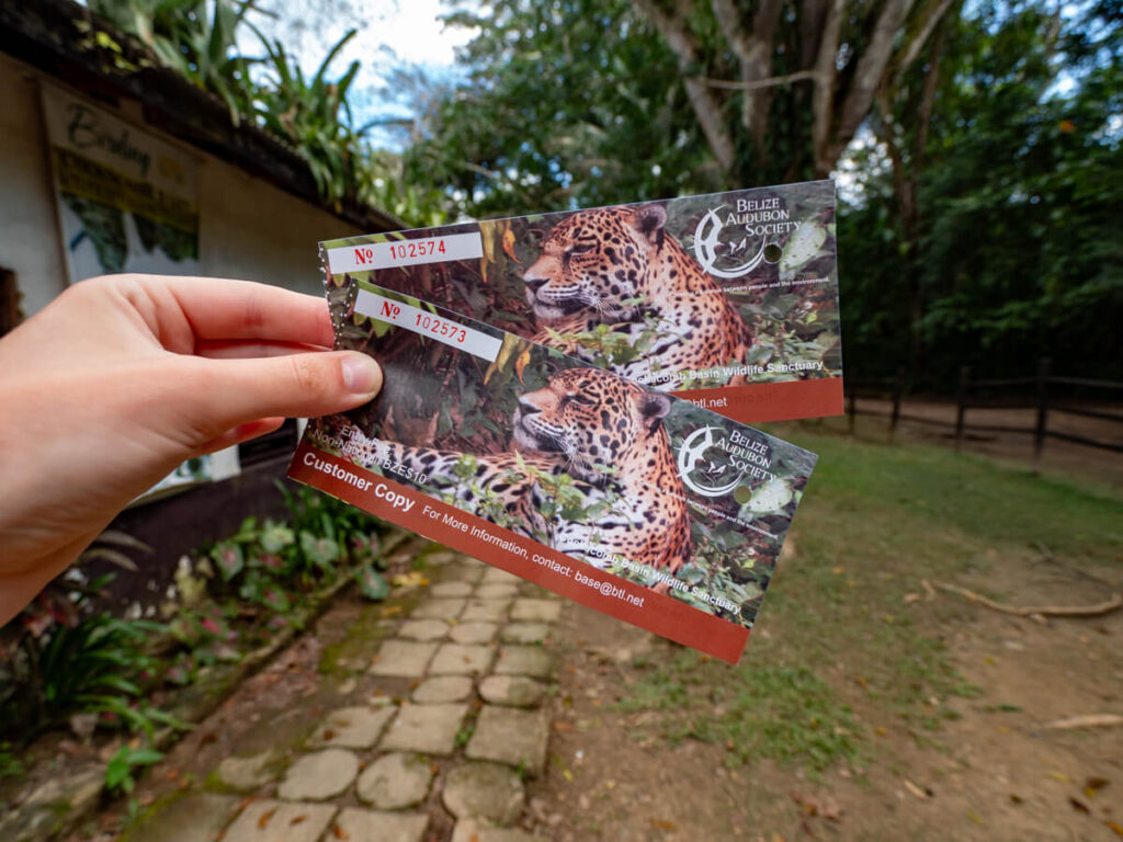 A hand holding two entrance tickets with pictures of a jaguar for Cockscomb Basin Wildlife Sanctuary.