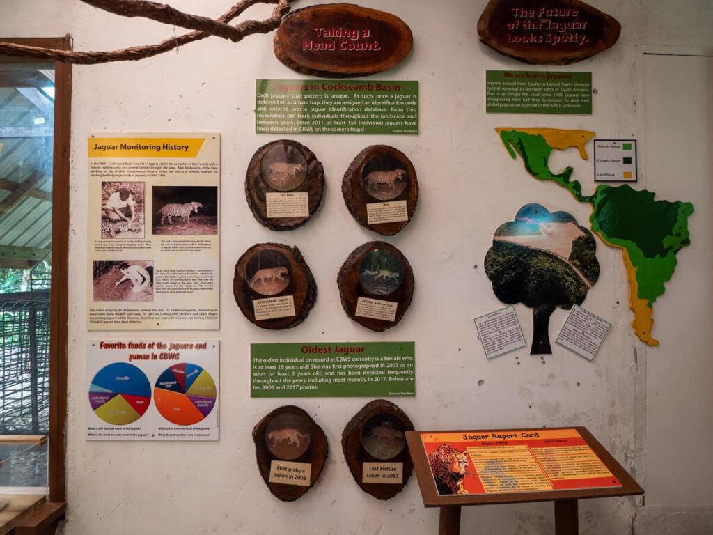 Pictures of jaguars captured on camera traps at Cockscomb Basin Wildlife Sanctuary in the nature centre.