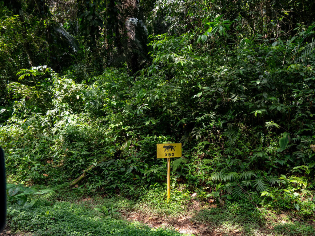 A road sign with a picture of a jaguar, indicating they cross the road to Cockscomb Basin Wildlife Sanctuary.