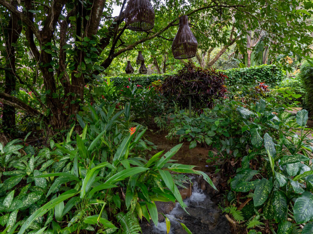 Lush greenery at a rainforest lodge near the Mountain Pine Ridge Forest Reserve.