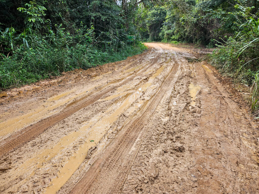 An incredibly muddy road with huge ruts in the Mountain Pine Ridge Forest Reserve.