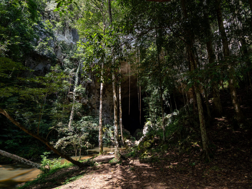 Towering trees in front of the gaping entrance to Rio Frio Cave in Mountain Pine Ridge Forest Reserve.