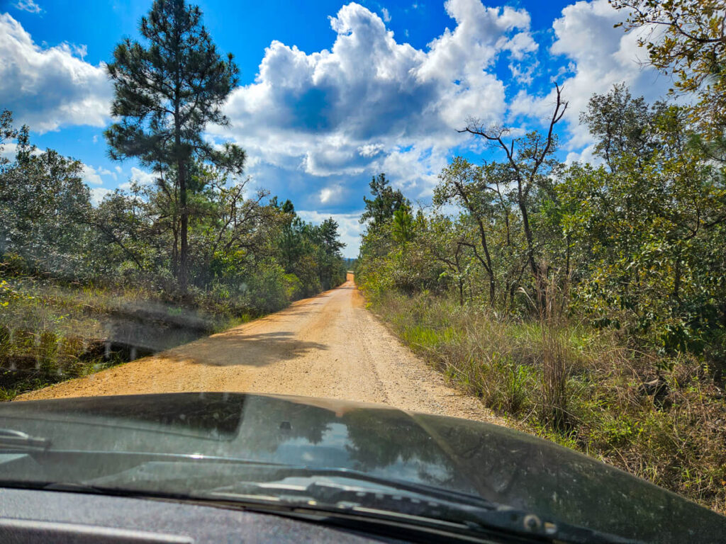 A gravel road through the pine savannah of the Mountain Pine Ridge Forest Reserve in Belize, viewed through the windshield of a car.