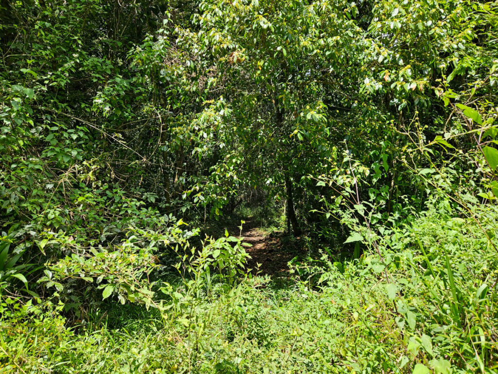A dirt hiking trail almost completely obscured by dense jungle near Rio Frio Cave in the Mountain Pine Ridge Forest Reserve.