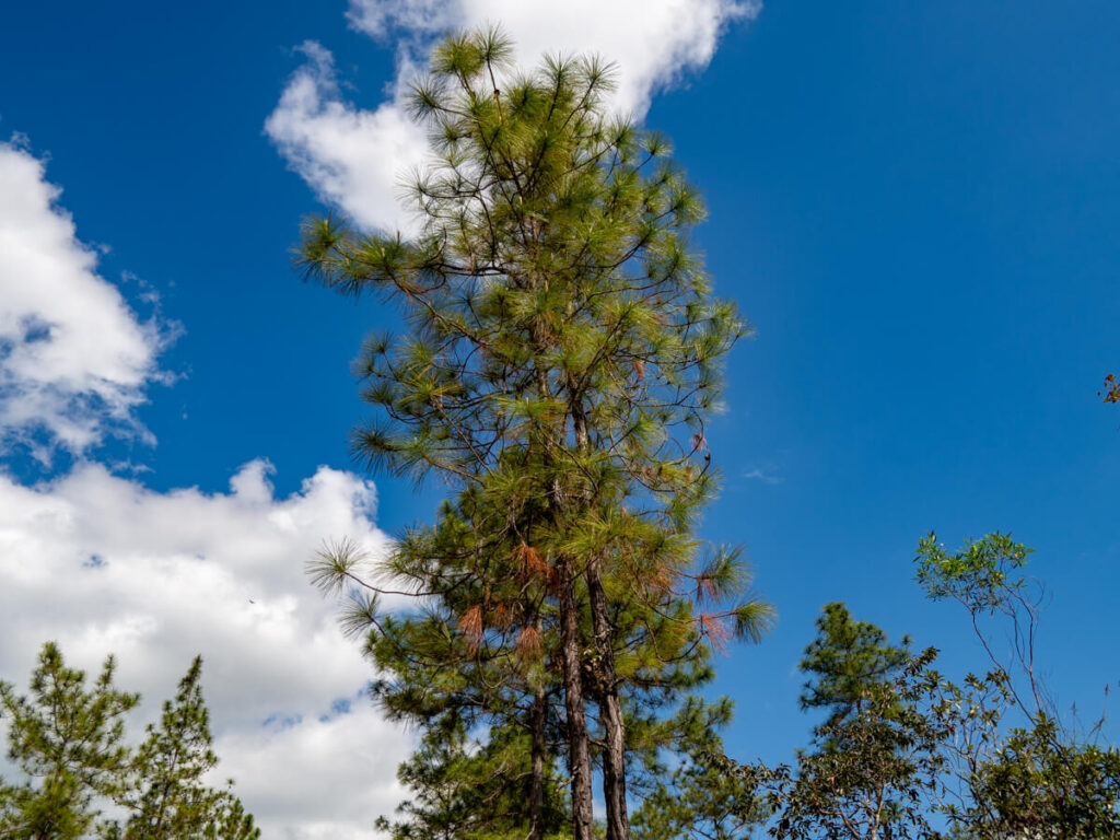 A tall pine tree towering over the forest at Mountain Pine Ridge Forest Reserve.