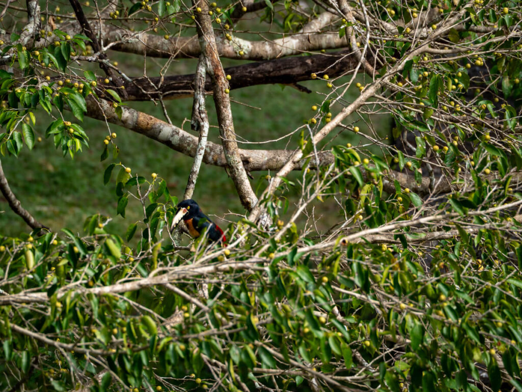 A small aracari toucan in a tree in a nature reserve in Guatemala.