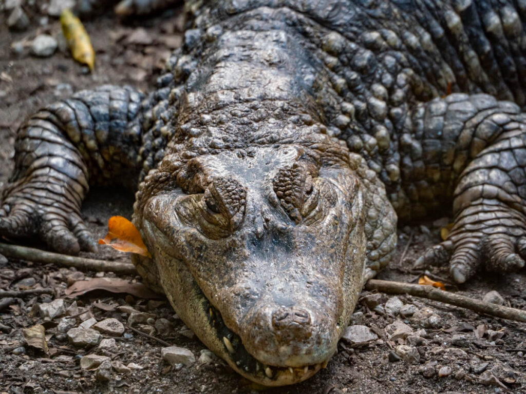 A close up other came in lying on the floor in ARCAS, Guatemala.