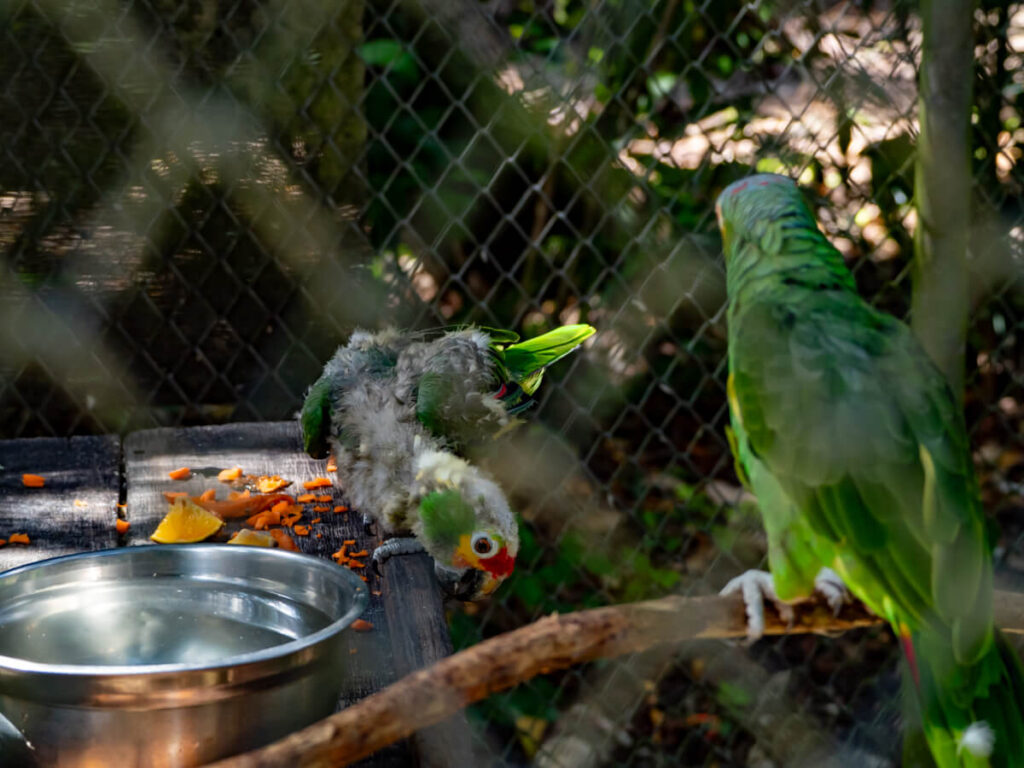 Green parrots in a cage, one with dilapidated feathers, rescued by ARCAS, Guatemala's first wildlife rescue and rehabilitation centre.