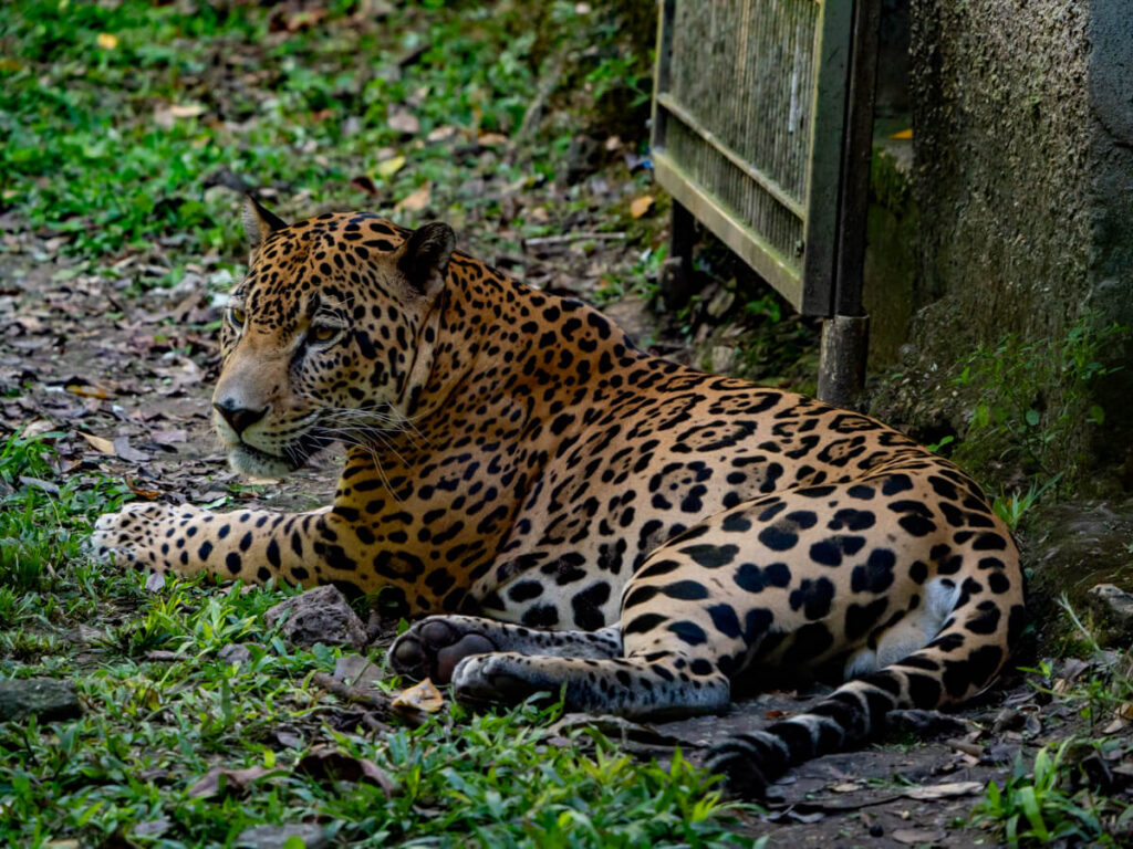 A jaguar lying on the grassy floor of a large enclosure in ARCAS, Guatemala.