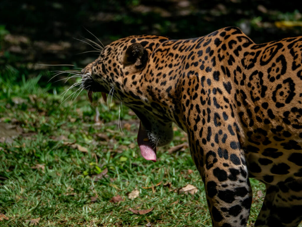 A jaguar with its mouth wide open in a yawn, spotted in Guatemala.