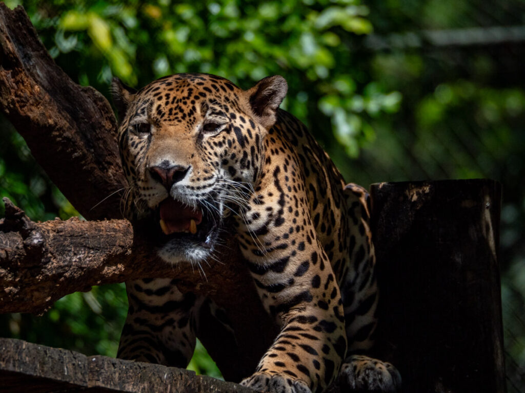 A Jaguar with its mouth open lazing on a tree branch in ARCAS, near Flores, Guatemala.