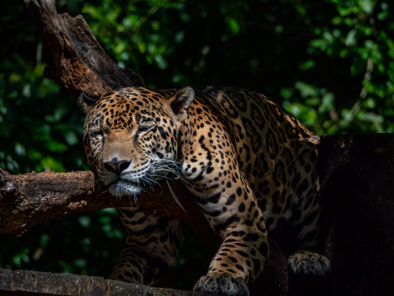 A jaguar sleeping on a branch of a tree in ARCAS, Guatemala.