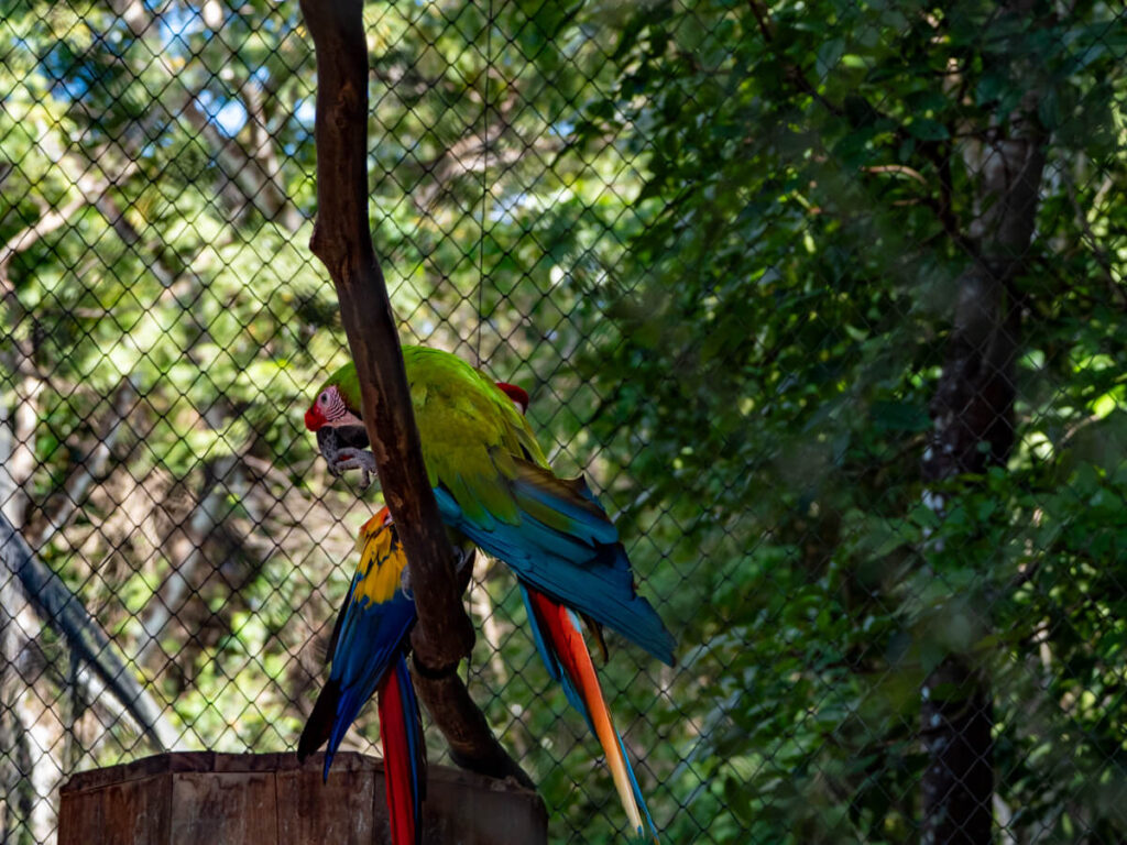 A scarlet macaw and great green macaw on a branch in an enclosure.