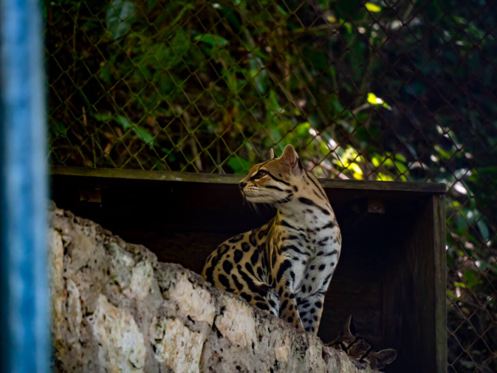 A ocelot on a concrete platform in an enclosure in ARCAS, Guatemala.