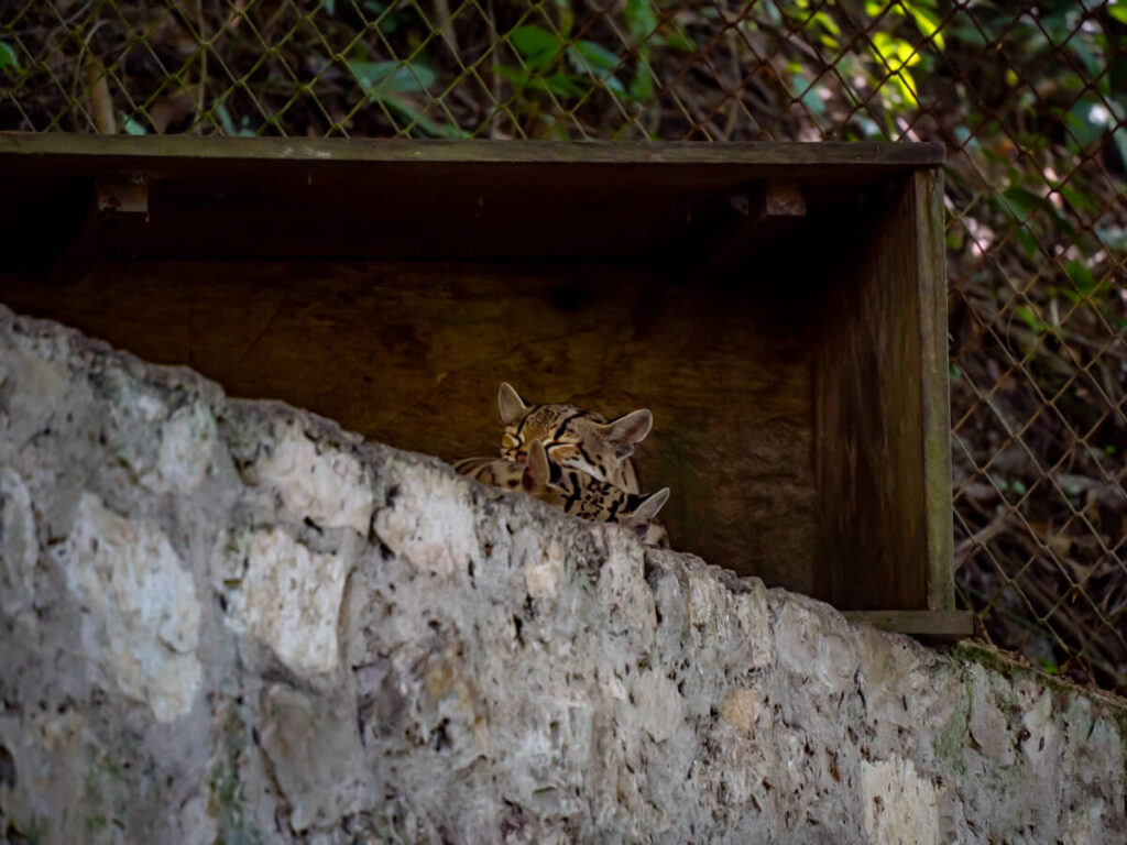 Two ocelots sleeping with their heads on each other in ARCAS, Guatemala.