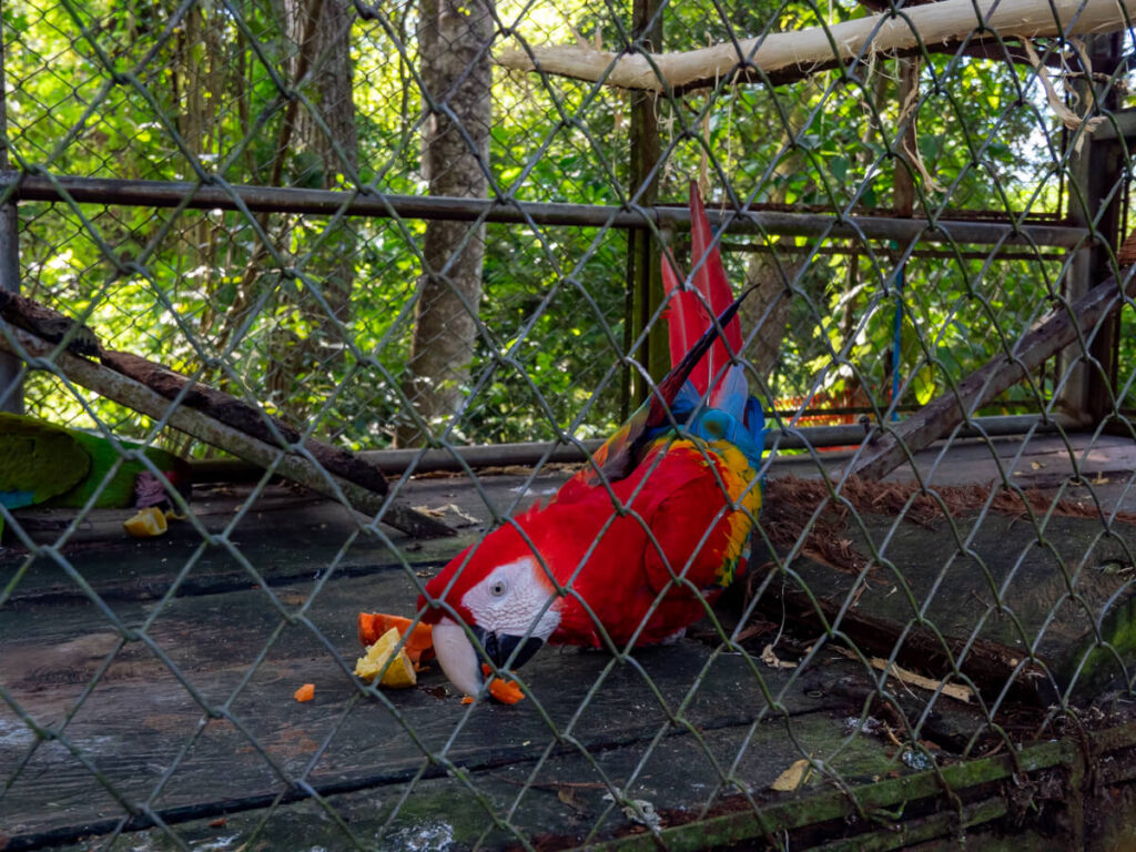 A scarlet macaw in a cage in ARCAS, a rescue and rehabilitation centre in Flores, Guatemala.
