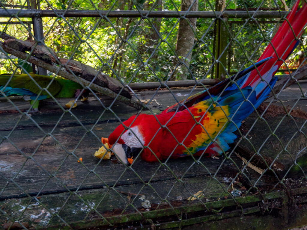 A scarlet macaw eating fruit in an enclosure.