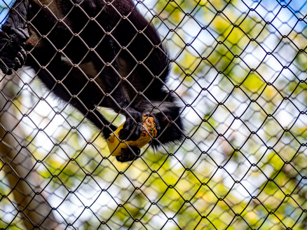 A spider monkey eating fruit, clinging to its wire cage in ARCAS, a wildlife rescue and rehabilitation centre near Flores, Guatemala.