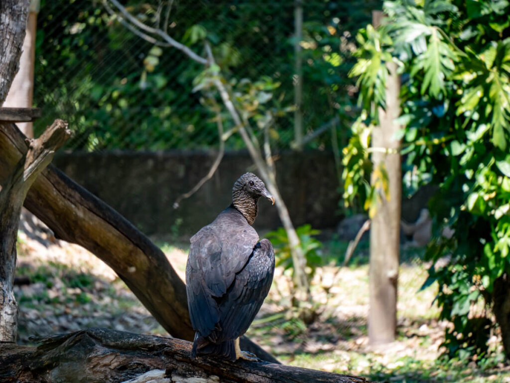 A turkey vulture in an enclosure in ARCAS, Guatemala.