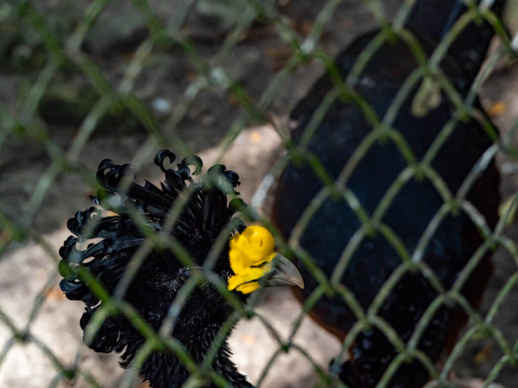 A yellow knobbed curassow behind the wire mesh of an enclosure.