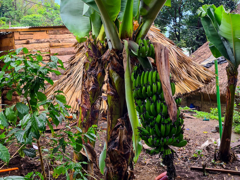 Bananas growing in the gardens of Eco-Hotel Mayachik´ in San Juan La Laguna, Lake Atitlán.