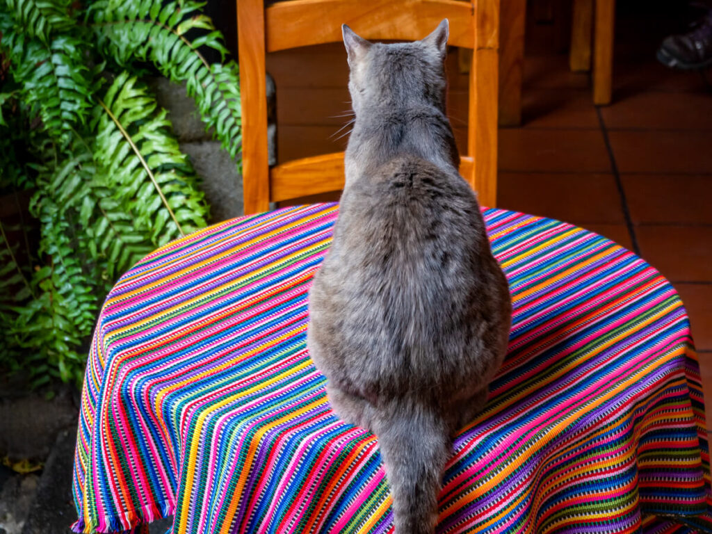 A cat sitting on a table with a colourfully woven, Guatemalan tablecloth in Antigua Cat Café.
