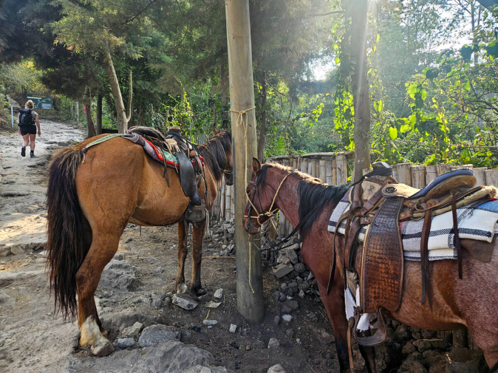 Two horses tied to a fence at Pacaya Volcano.
