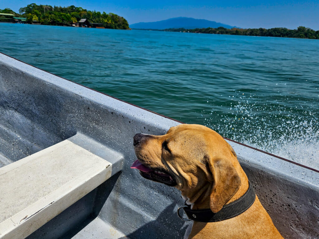 A dog in a lancha (boat) speeding along the Río Dulce in Guatemala.