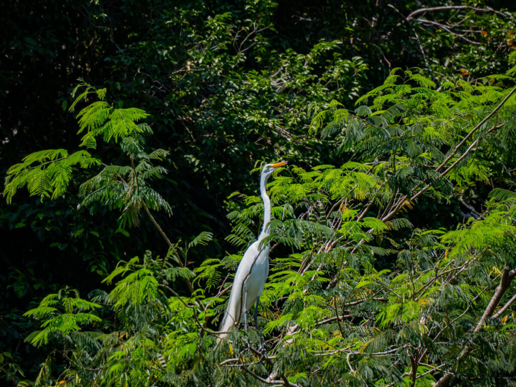 A white heron with a long white neck in lush foliage by a river in RĂo Dulce, Guatemala.