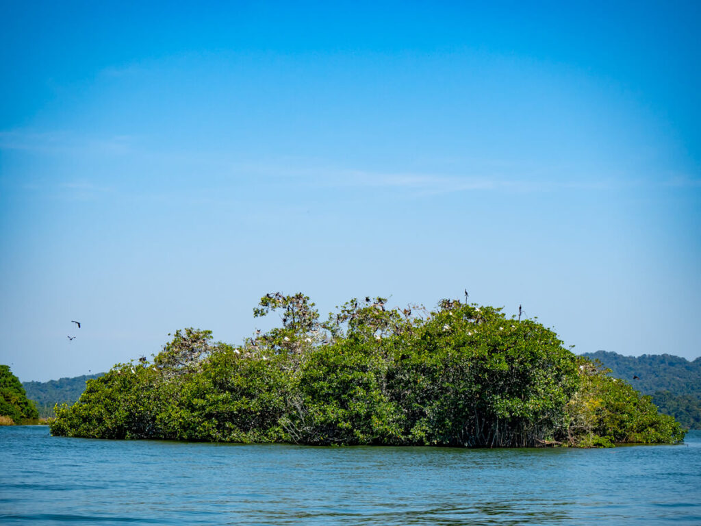 An island covered in nesting seabirds in the middle of the river in Río Dulce.