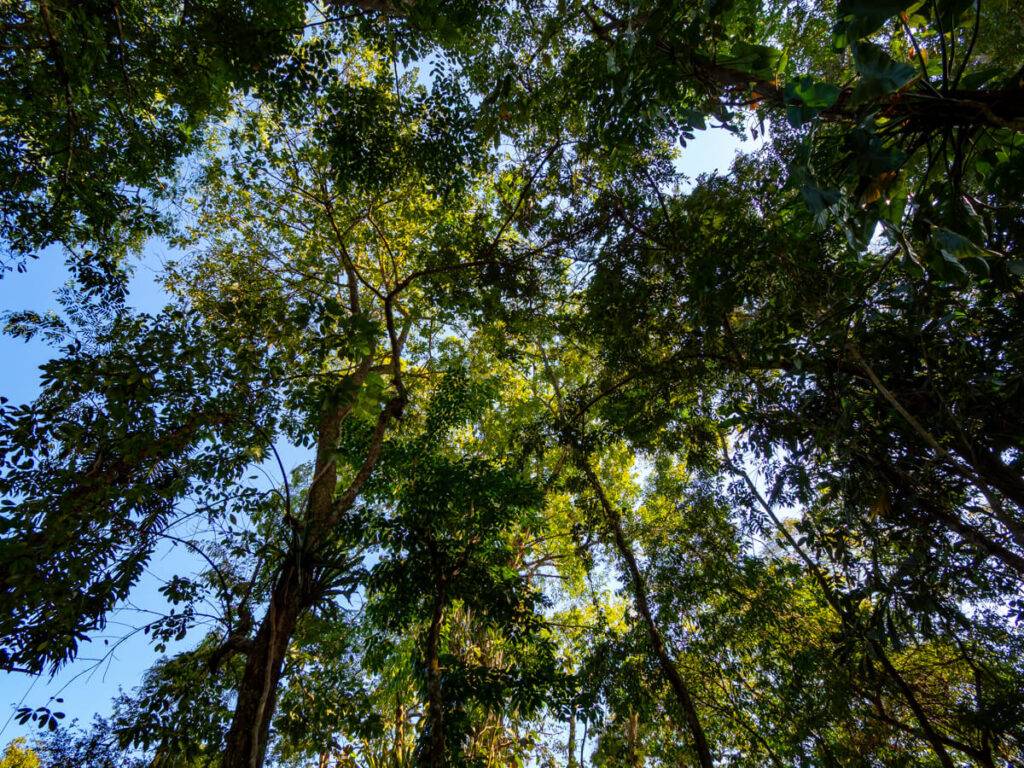Tall trees in the thick jungle in Río Dulce.