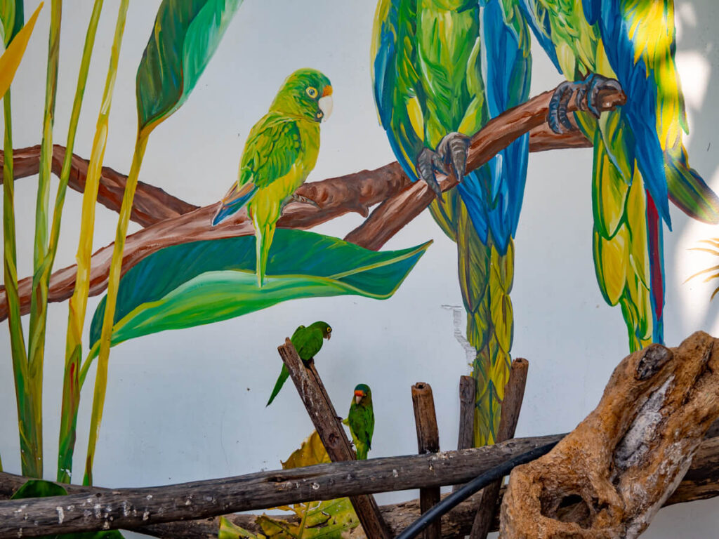 two little green parrots on a branch in front of a mural of two green parrots on a wall in El Paredón, Guatemala.