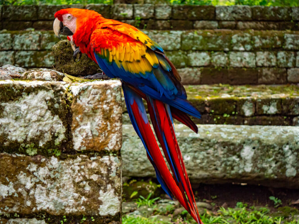 Two scarlet macaws sitting on a wall at a Mayan site in the rainforest.