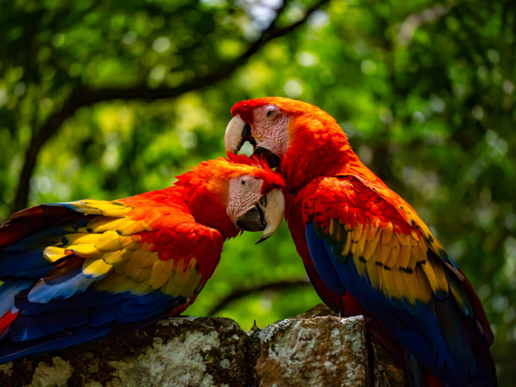 A couple of scarlet macaws preening each other on a wall in Copán Ruinas, Honduras.