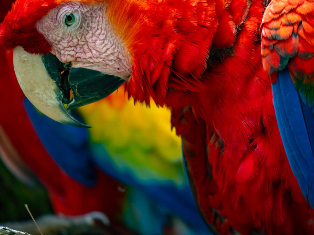 A close up of the side of a scarlet macaw's bright red head.